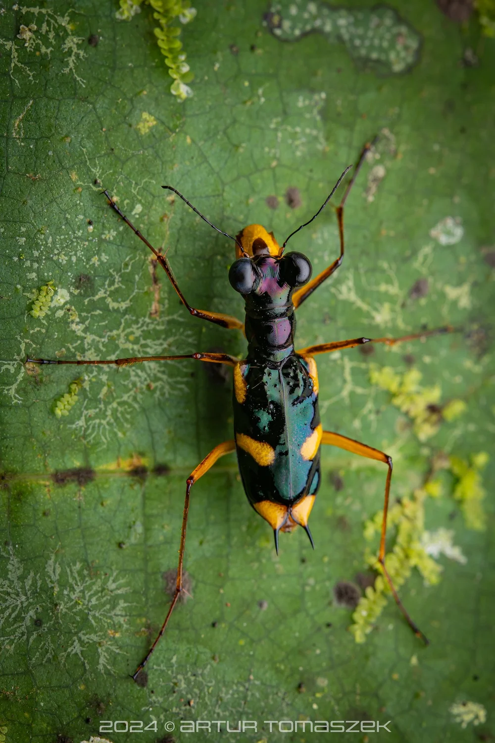 Therates sp.