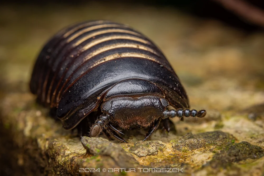 Zephroniidae