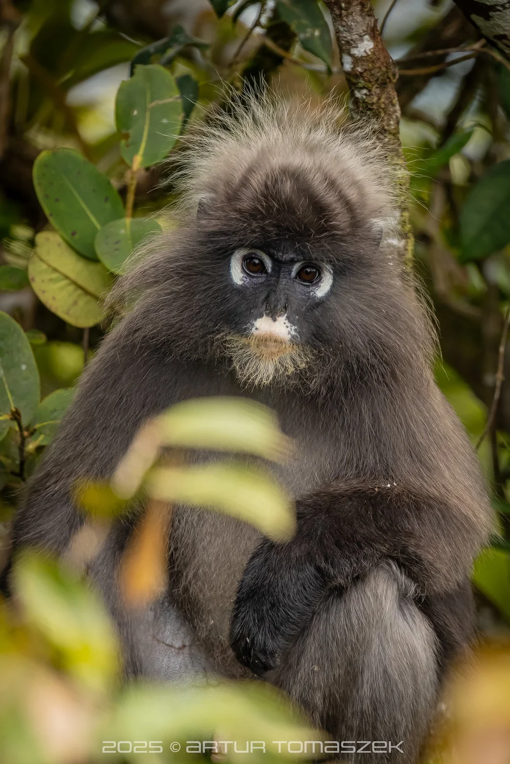 Trachypithecus obscurus