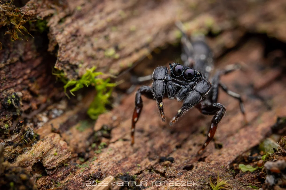 Jerzego sp.