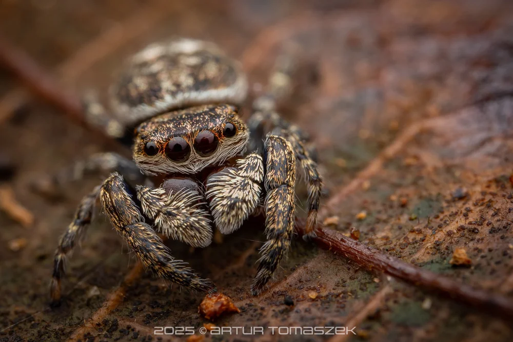 Ligurra sp.
