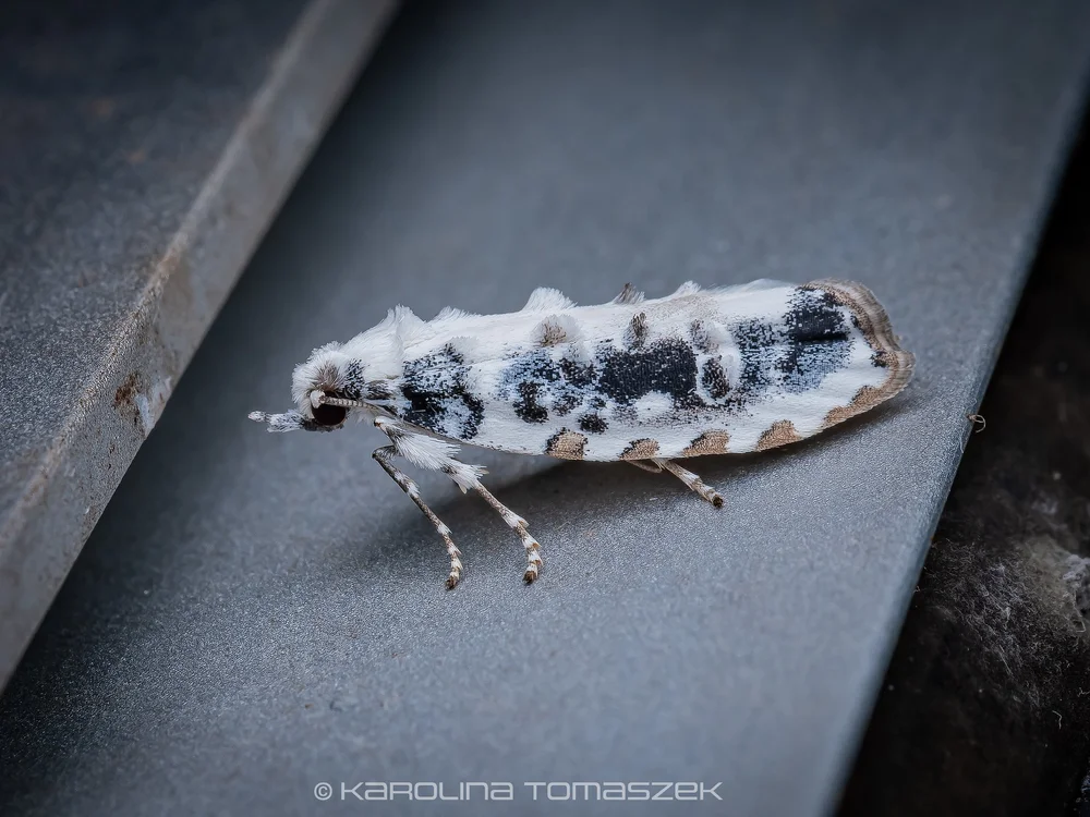 Heterogymna ochrogramma