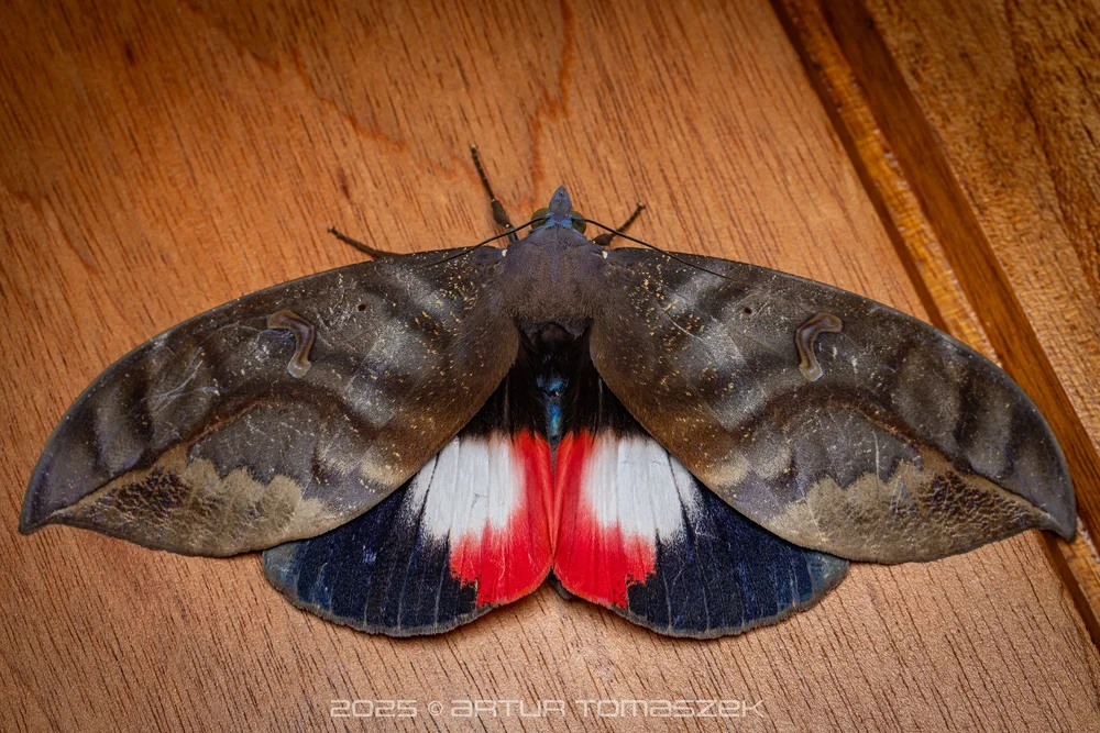 Phyllodes sp.