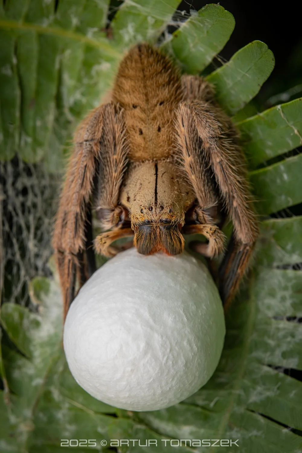 Gnathopalystes sp.