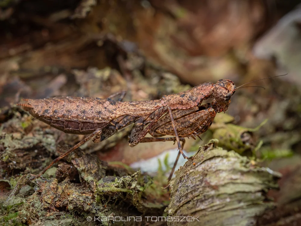 Gimantis sp.