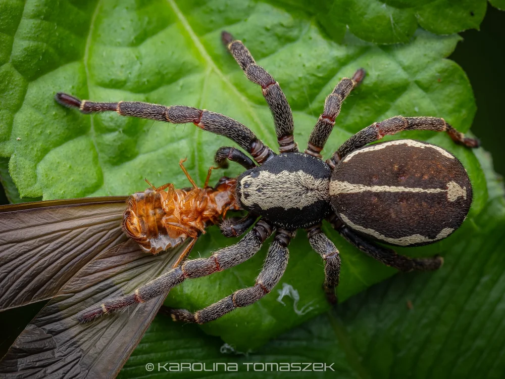 Storenomorpha sp.