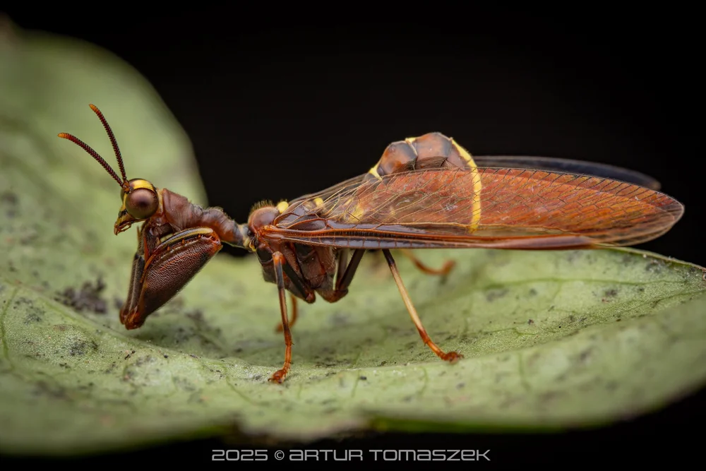 Mantispinae
