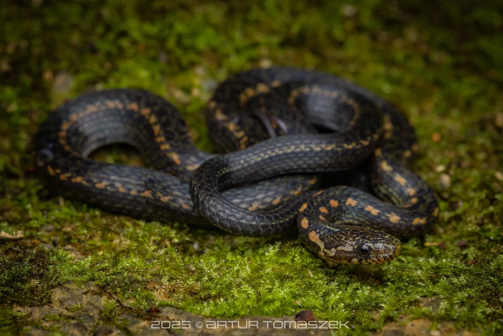 Hebius chapaensis