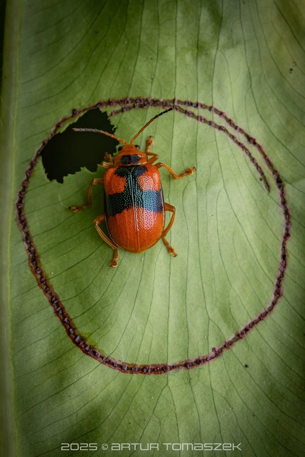 Aplosonyx sp.
