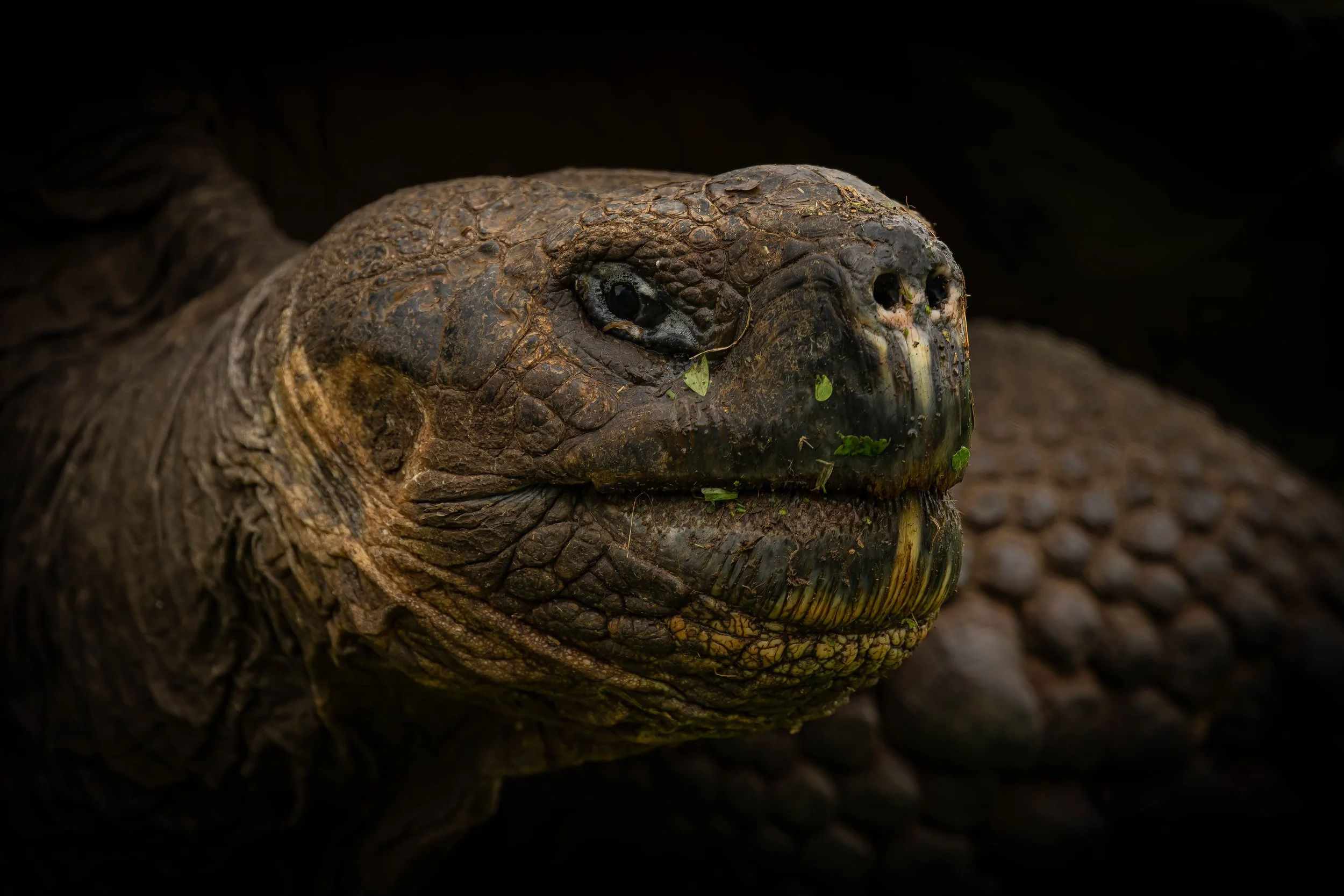 Galápagos (July 2025)