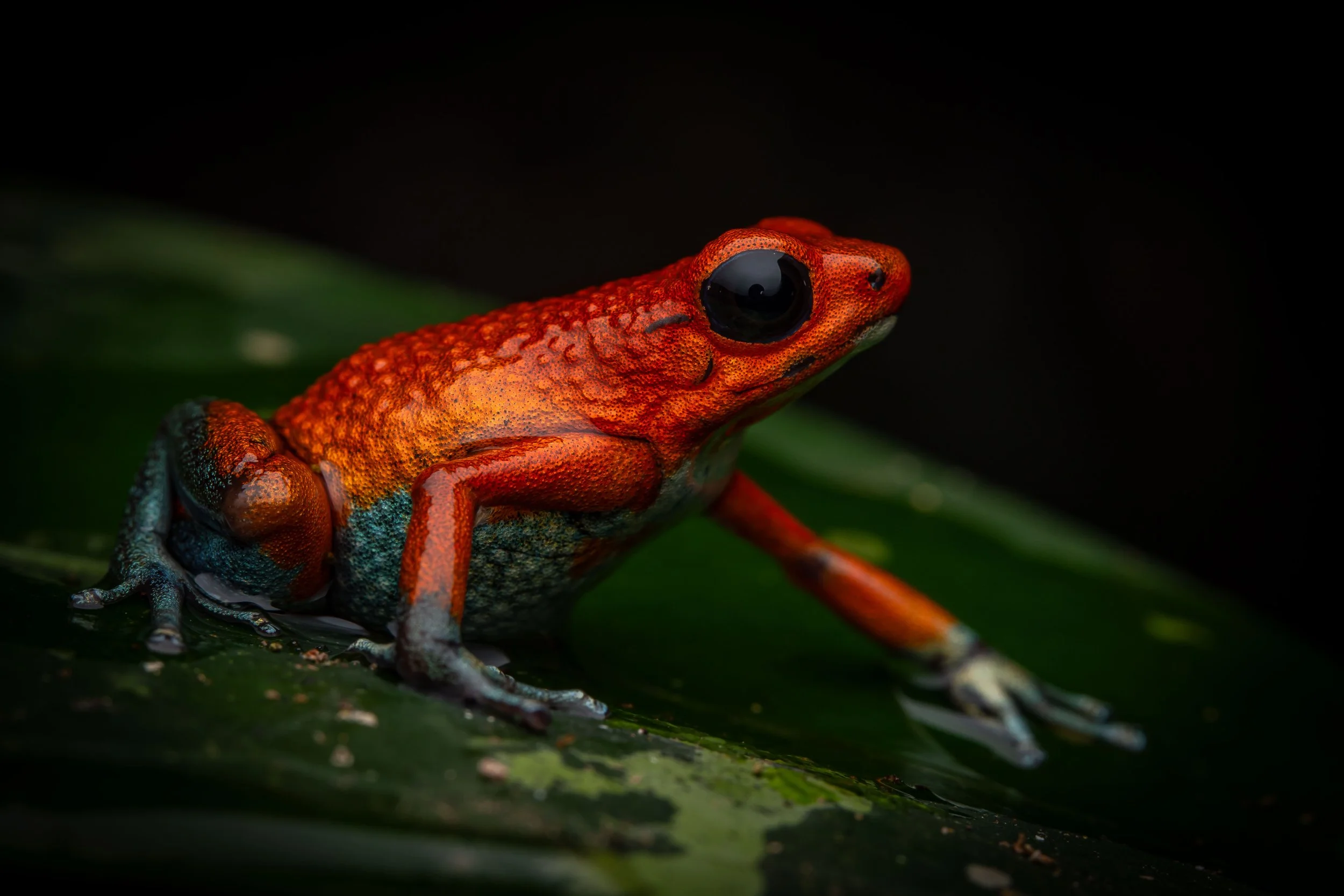 Costa Rica (Aug 2025)