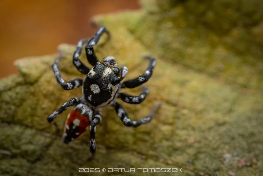 Nycerella sp.