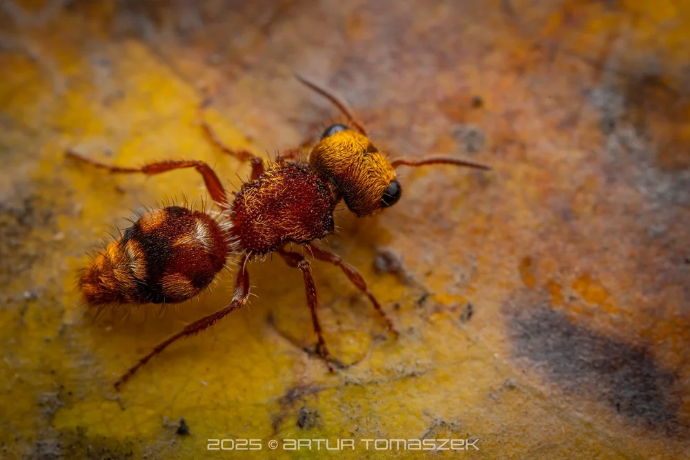 Pseudomethoca sp.