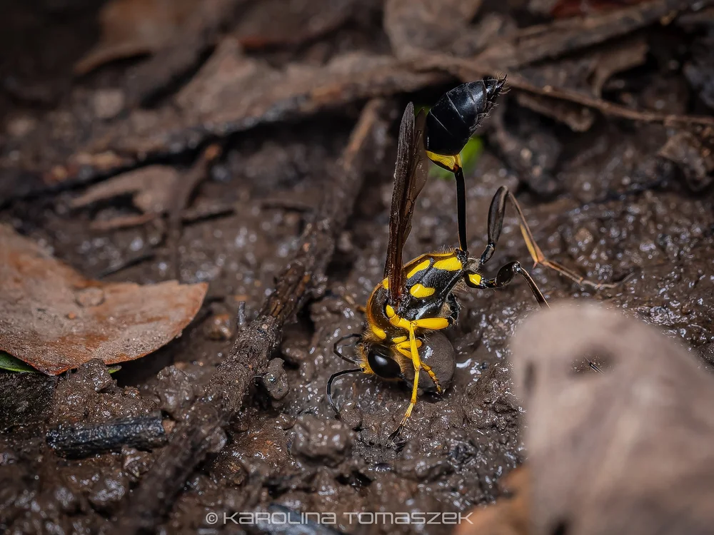 Sceliphron sp.