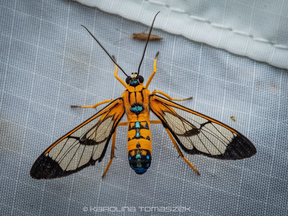 Pheia sp.