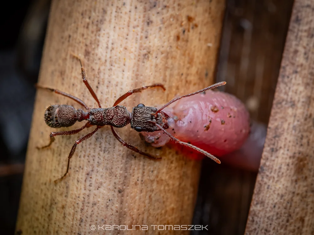 Ectatomma sp.
