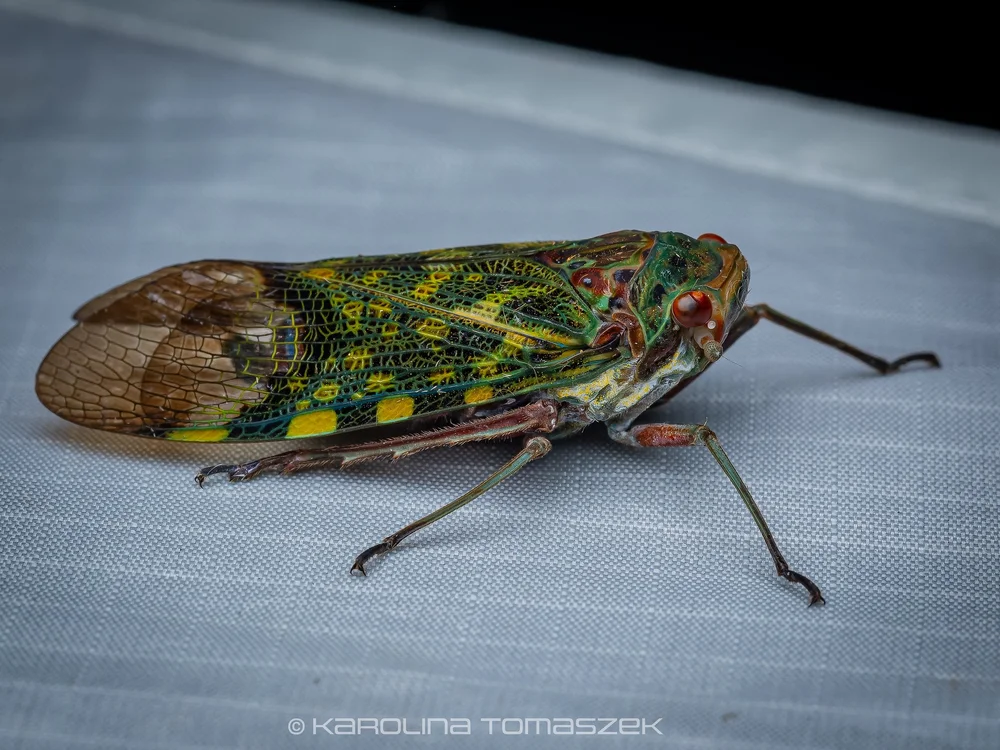 Scaralis sp.
