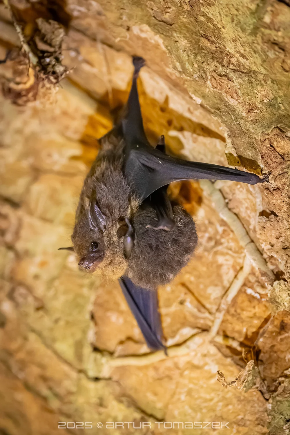 Saccopteryx sp.