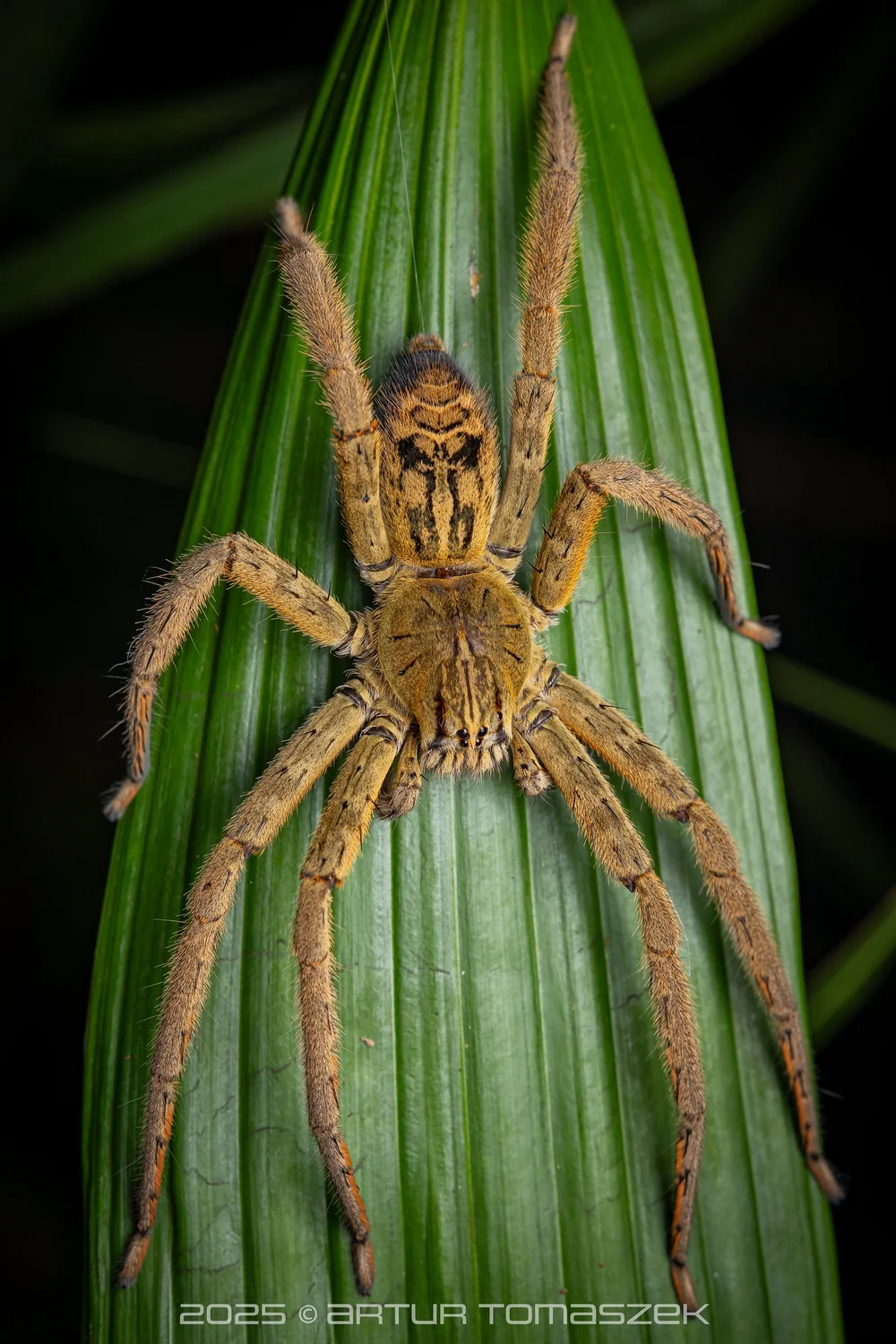 Cupiennius sp.