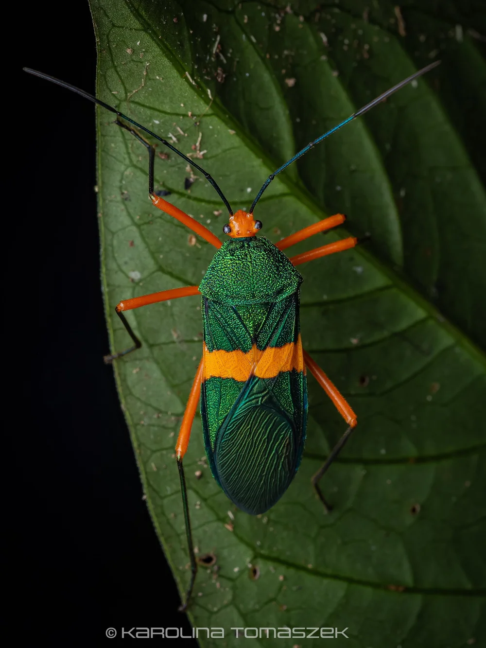 Paryphes sp.