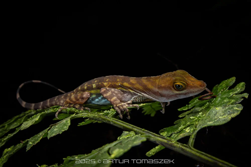 Anolis aquaticus