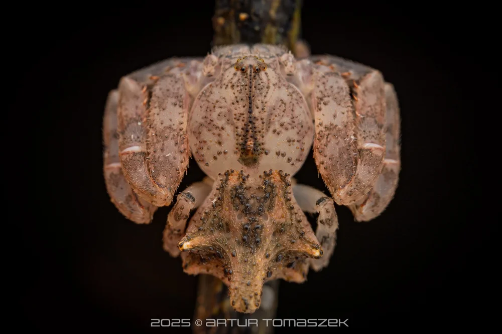 Epicadus sp.