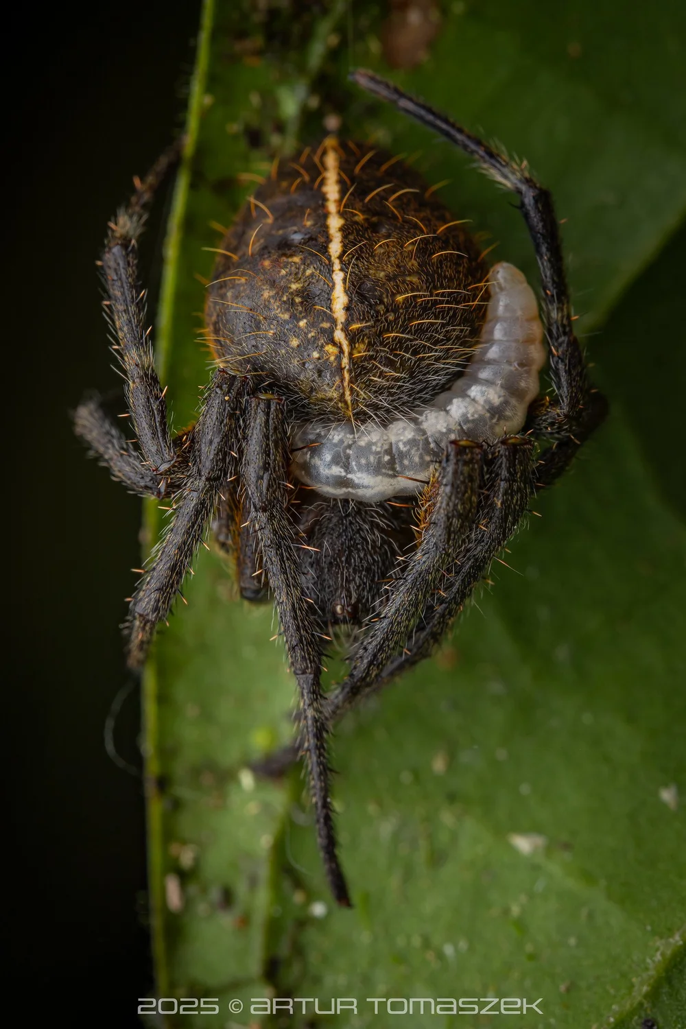Eriophora sp.