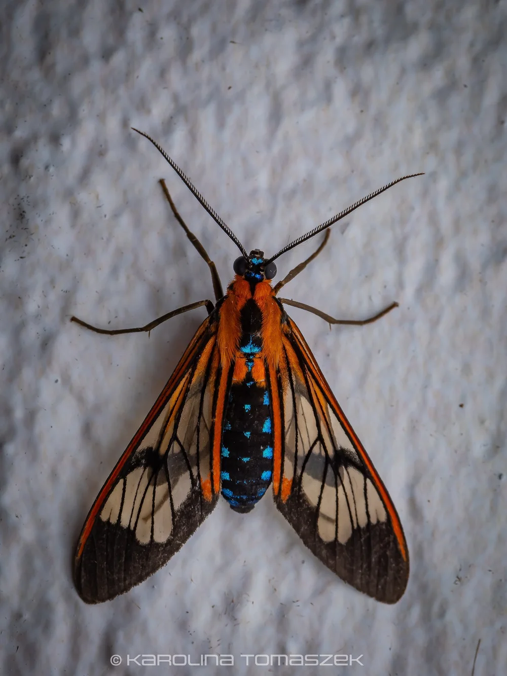 Lepidoneiva sp.