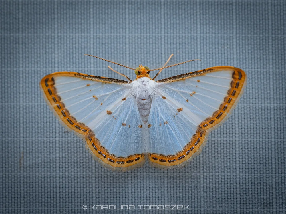 Leuciris sp.