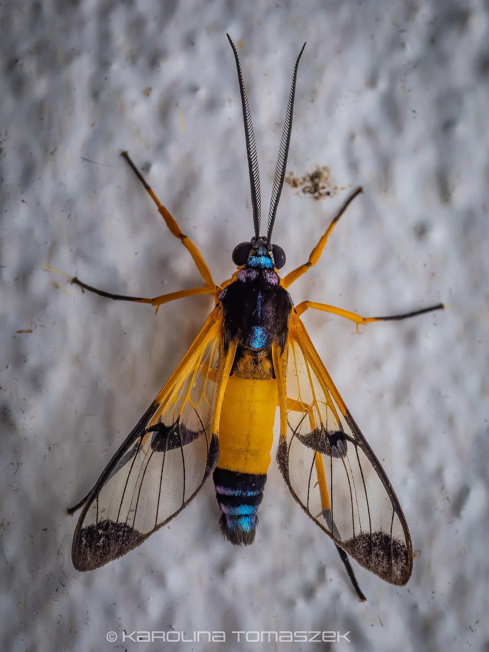 Pseudosphex sp.