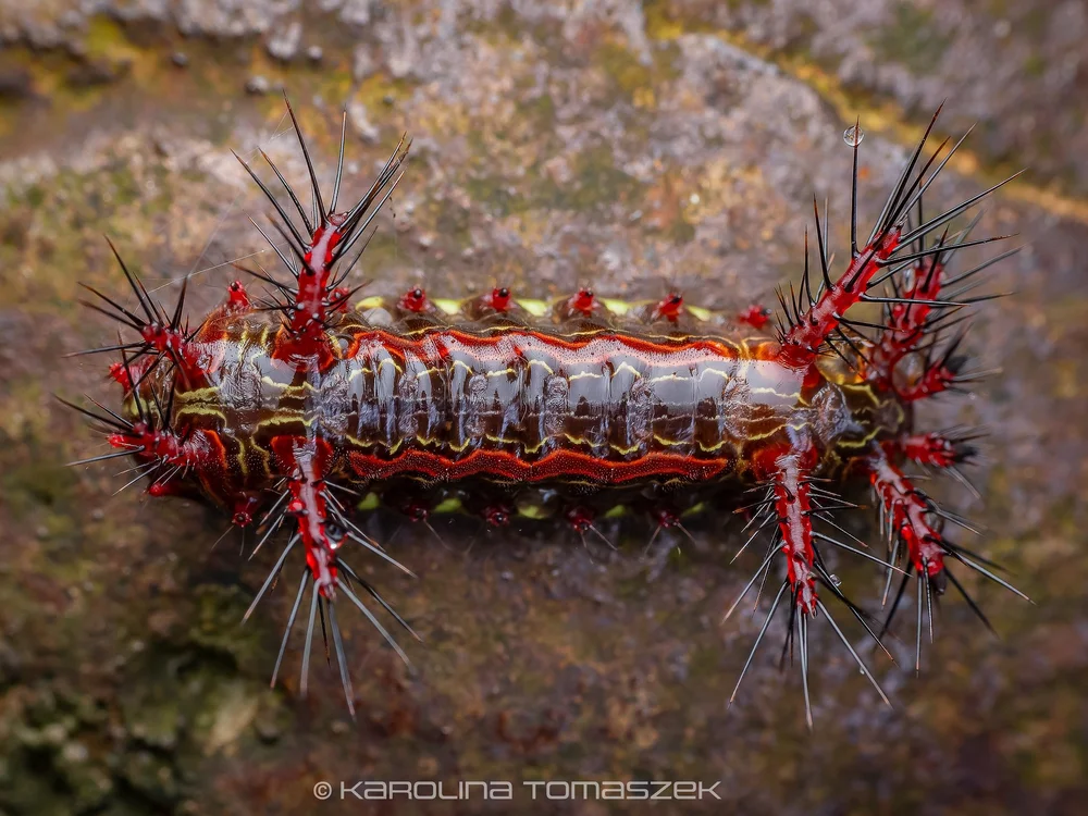 Limacodinae