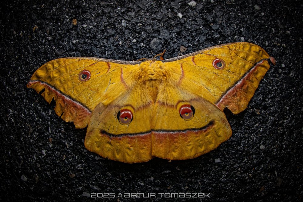 Antheraea sp.