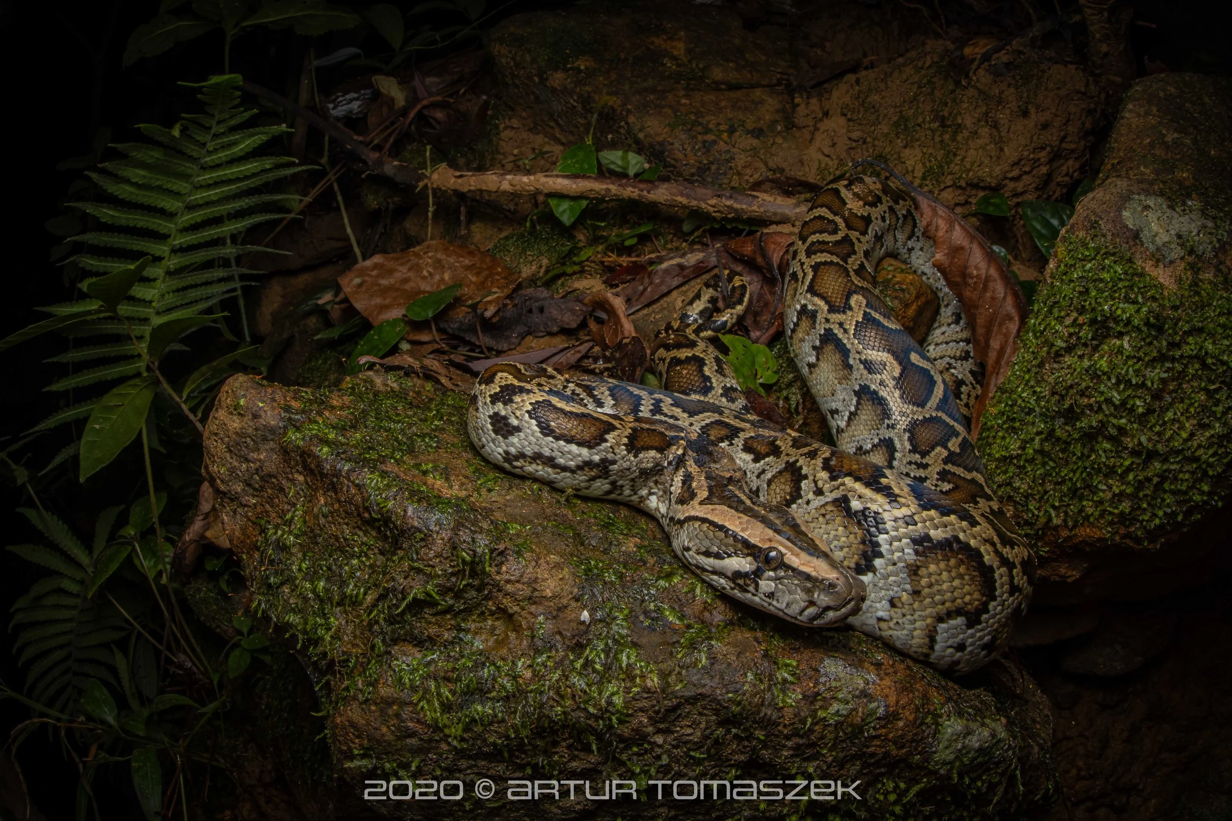 Python bivittatus 1.jpg
