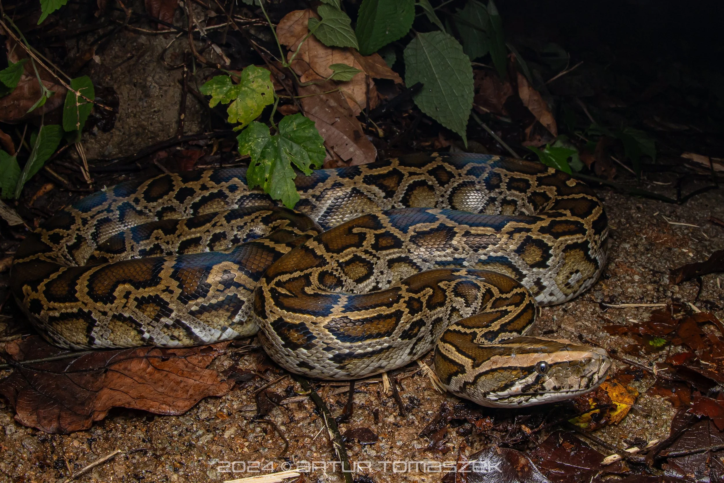 Python bivittatus 5.jpg