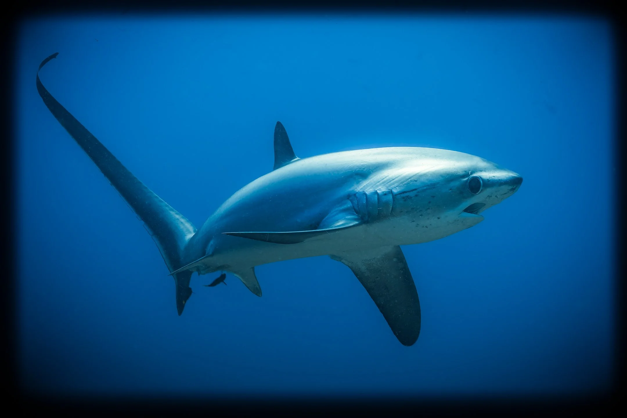 Philippines vol. 2 (Dec 2025)