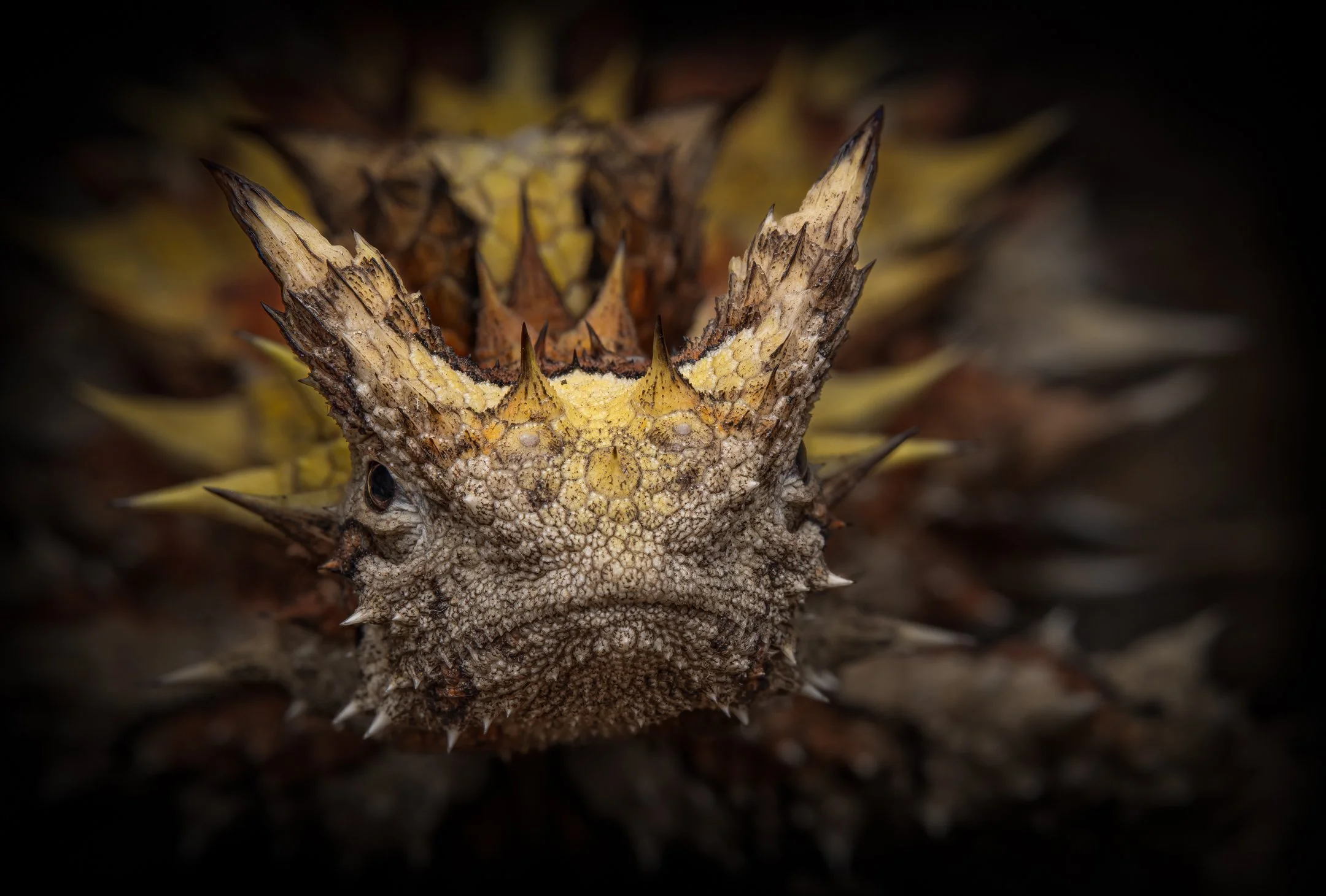 Australia (Feb 2026)