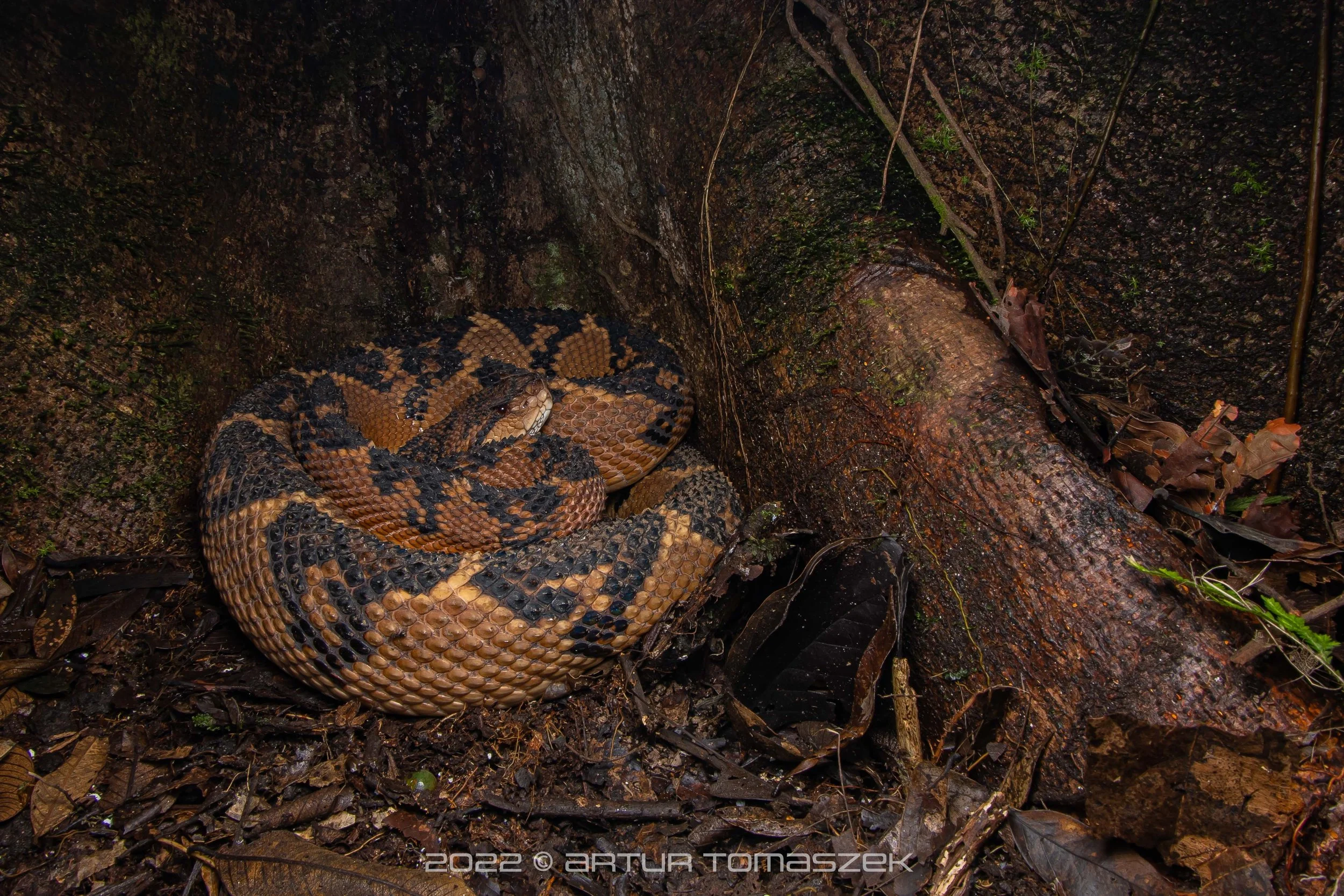 Lachesis muta