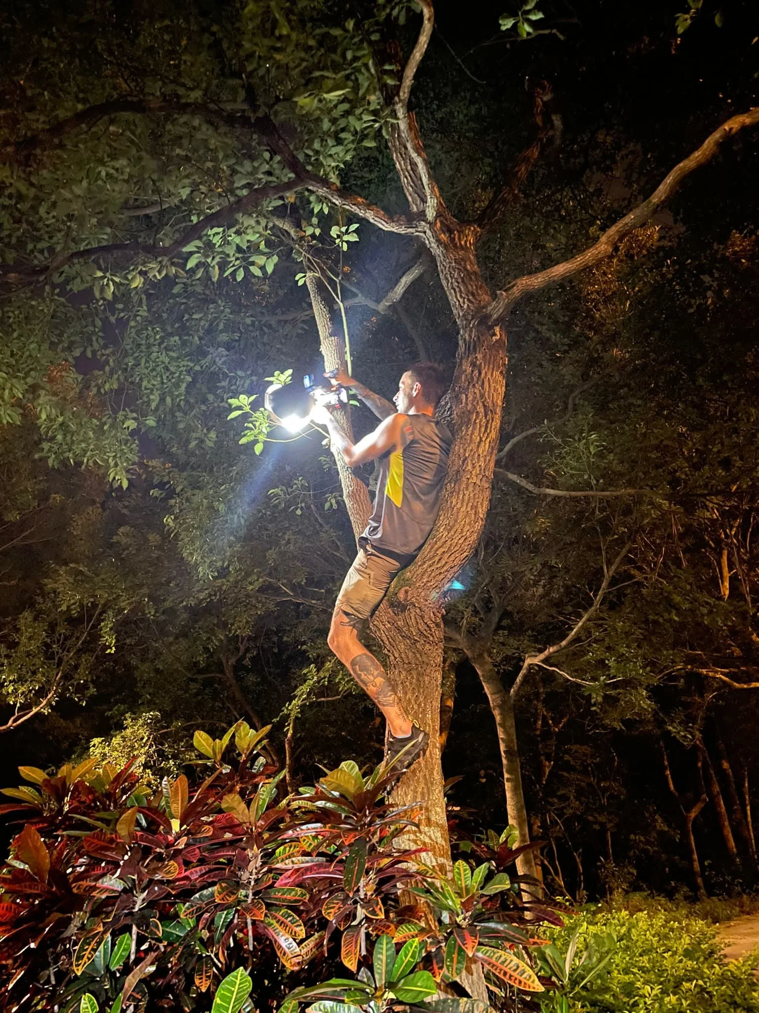 A person climbing a tree at night to photograph insects.
