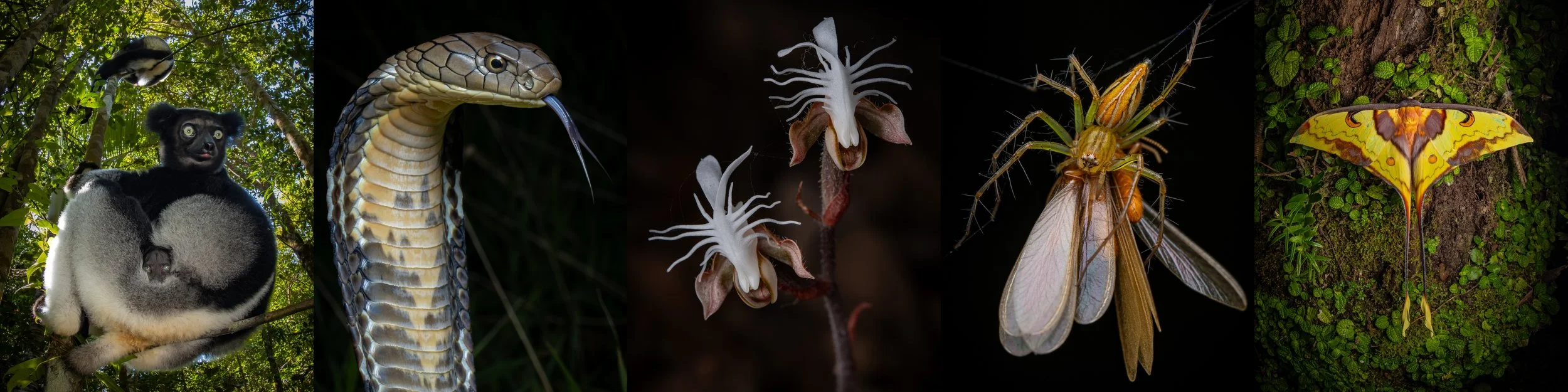 Collage of various jungle animals and insects.