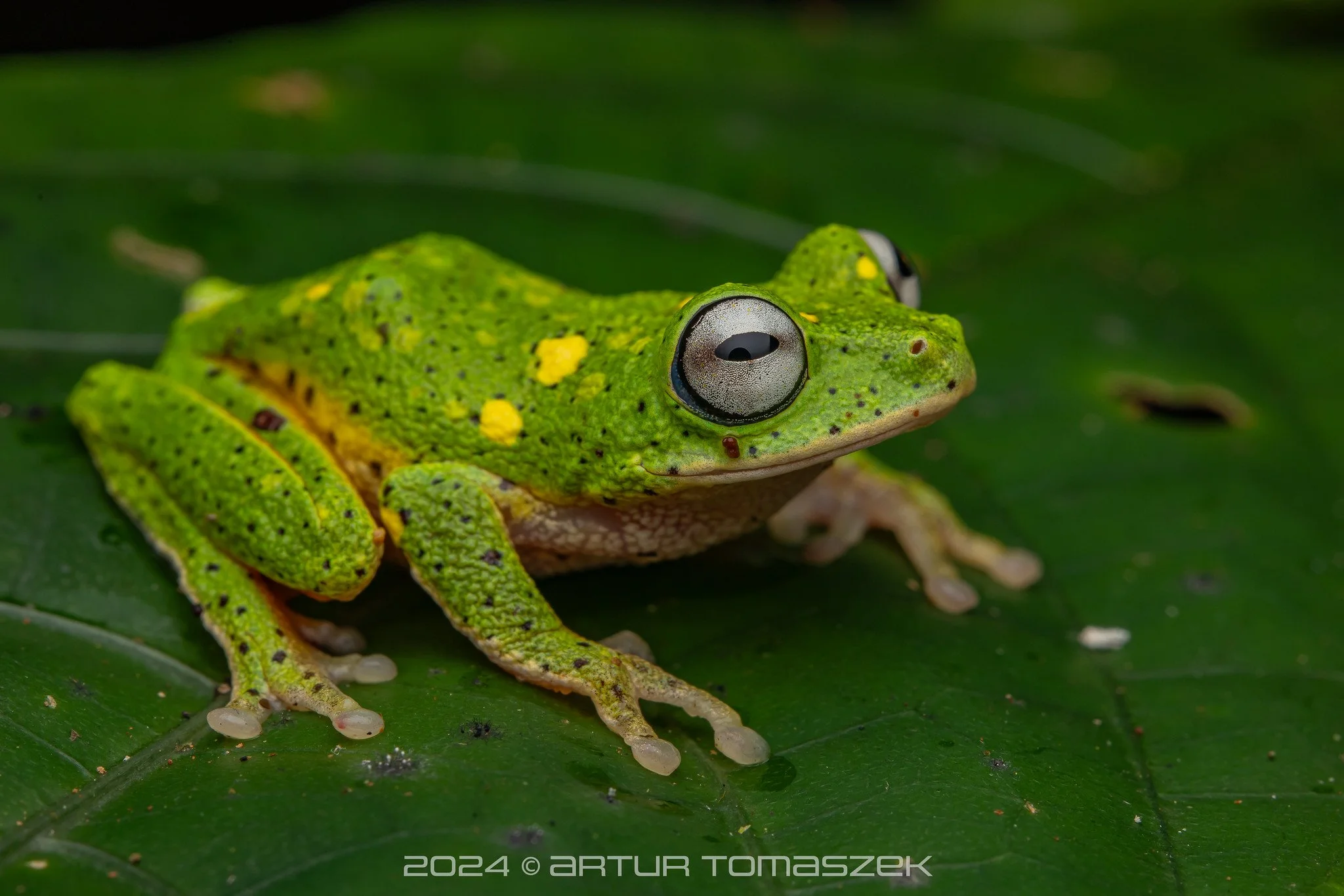 Pseudophilautus poppiae