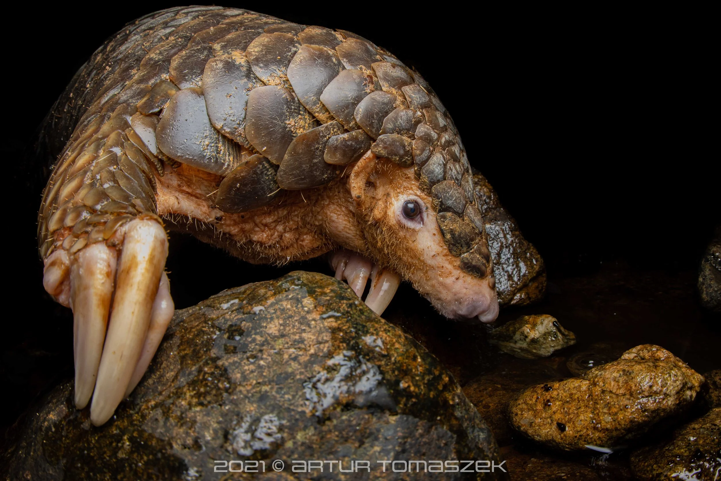 Manis pentadactyla
(CHINESE PANGOLIN)