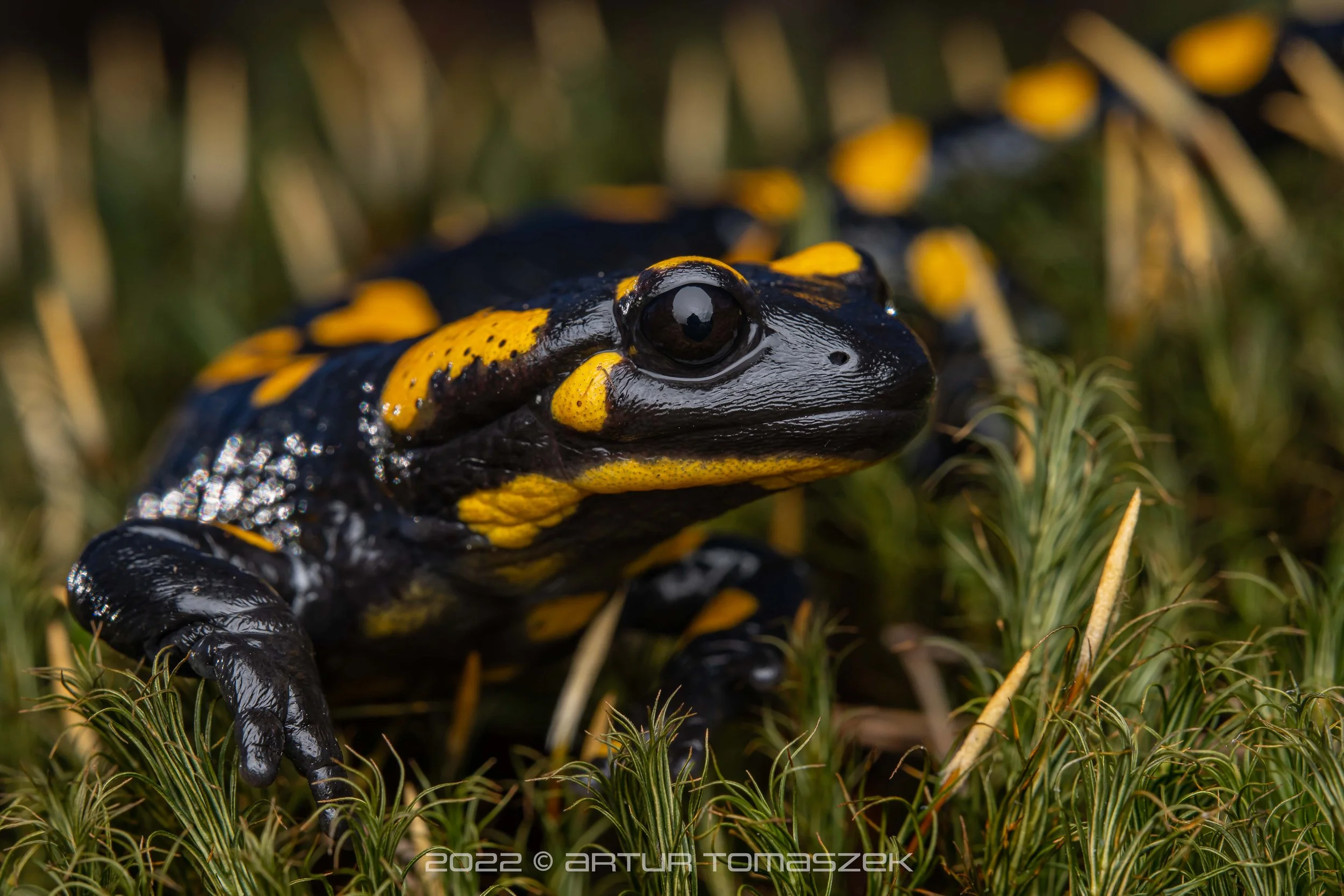 Salamandra salamandra