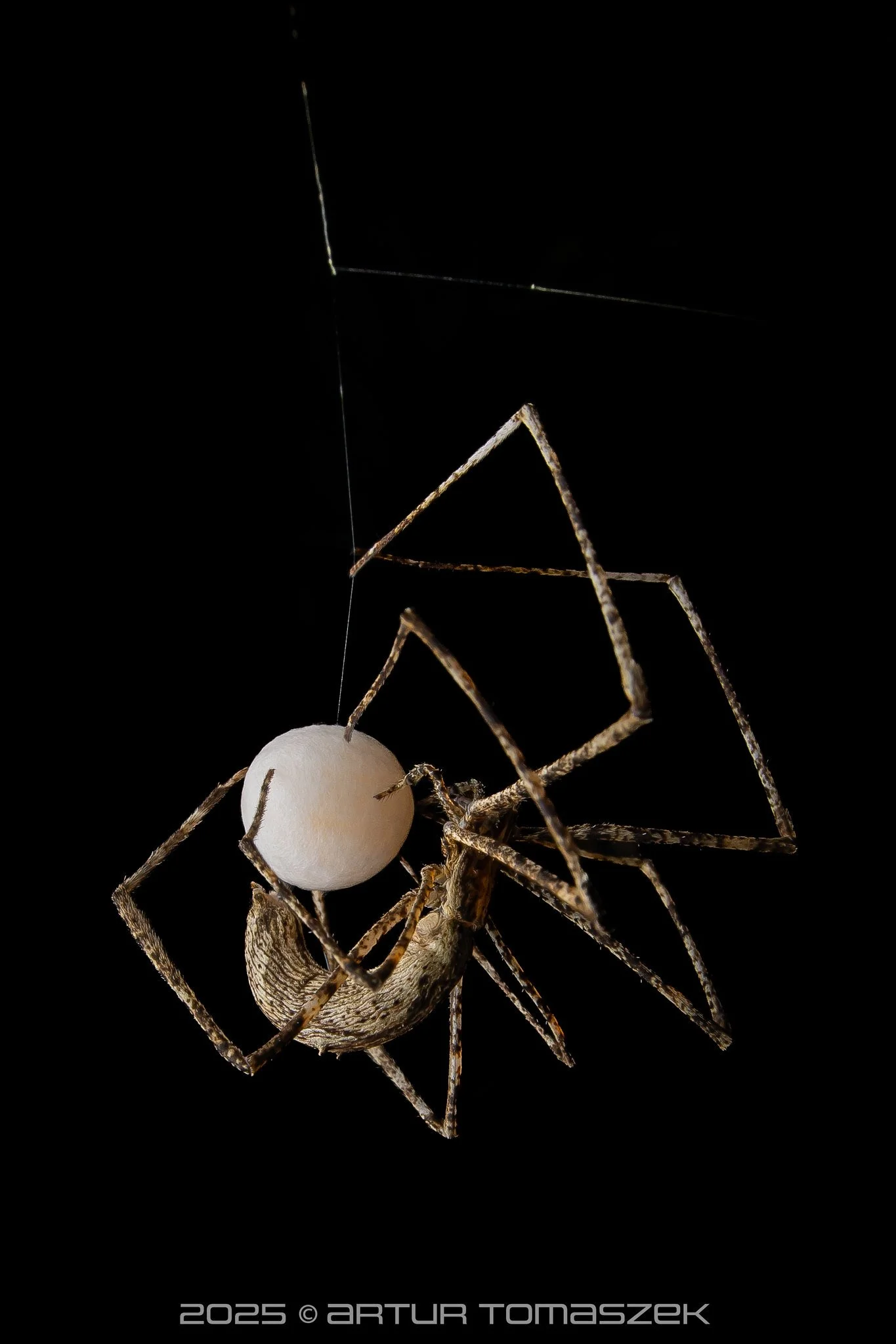 Deinopis longipes.jpg