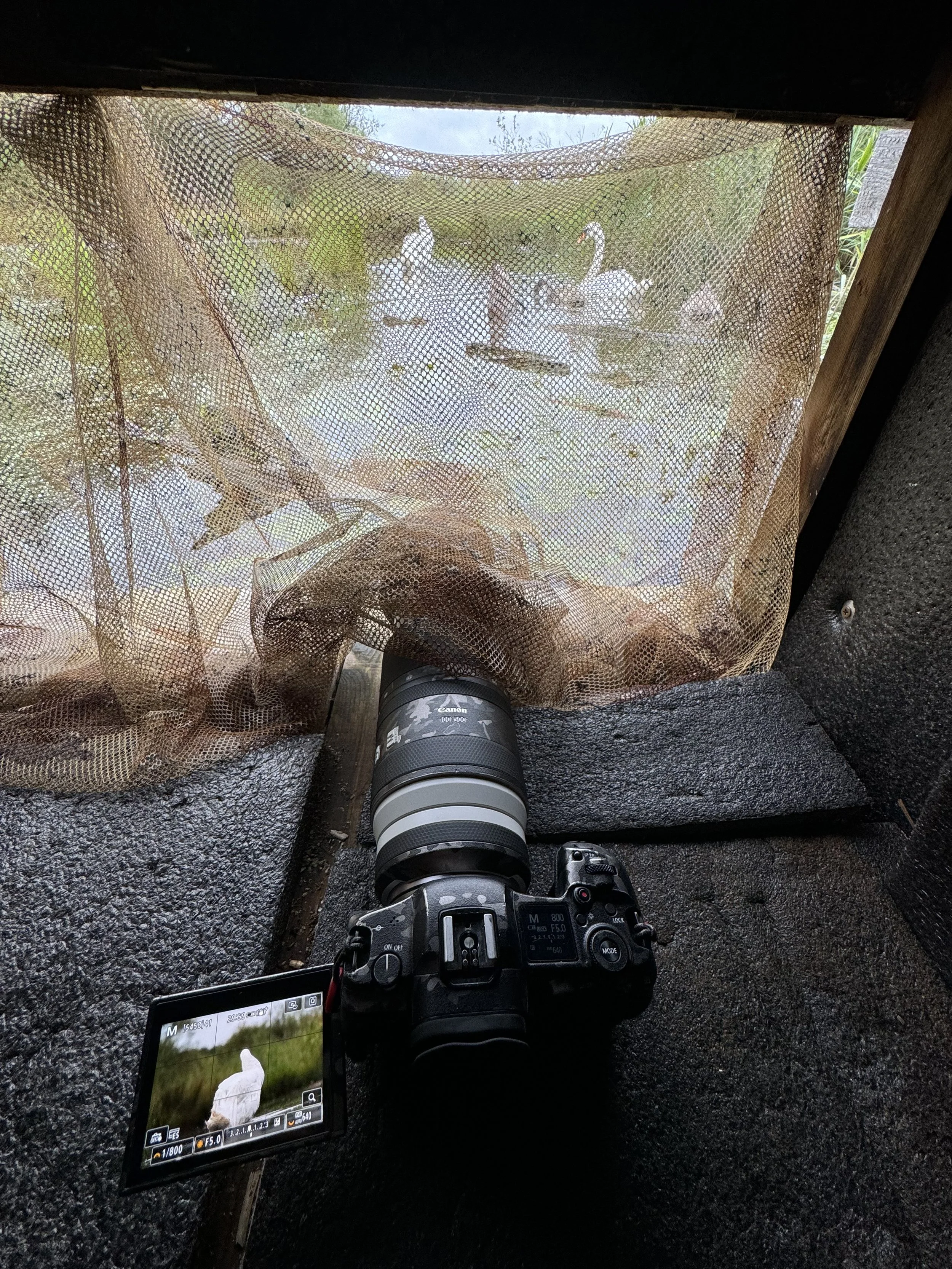 A Canon camera, capturing a photo of white swans swimming in a pond through a protective mesh screen.