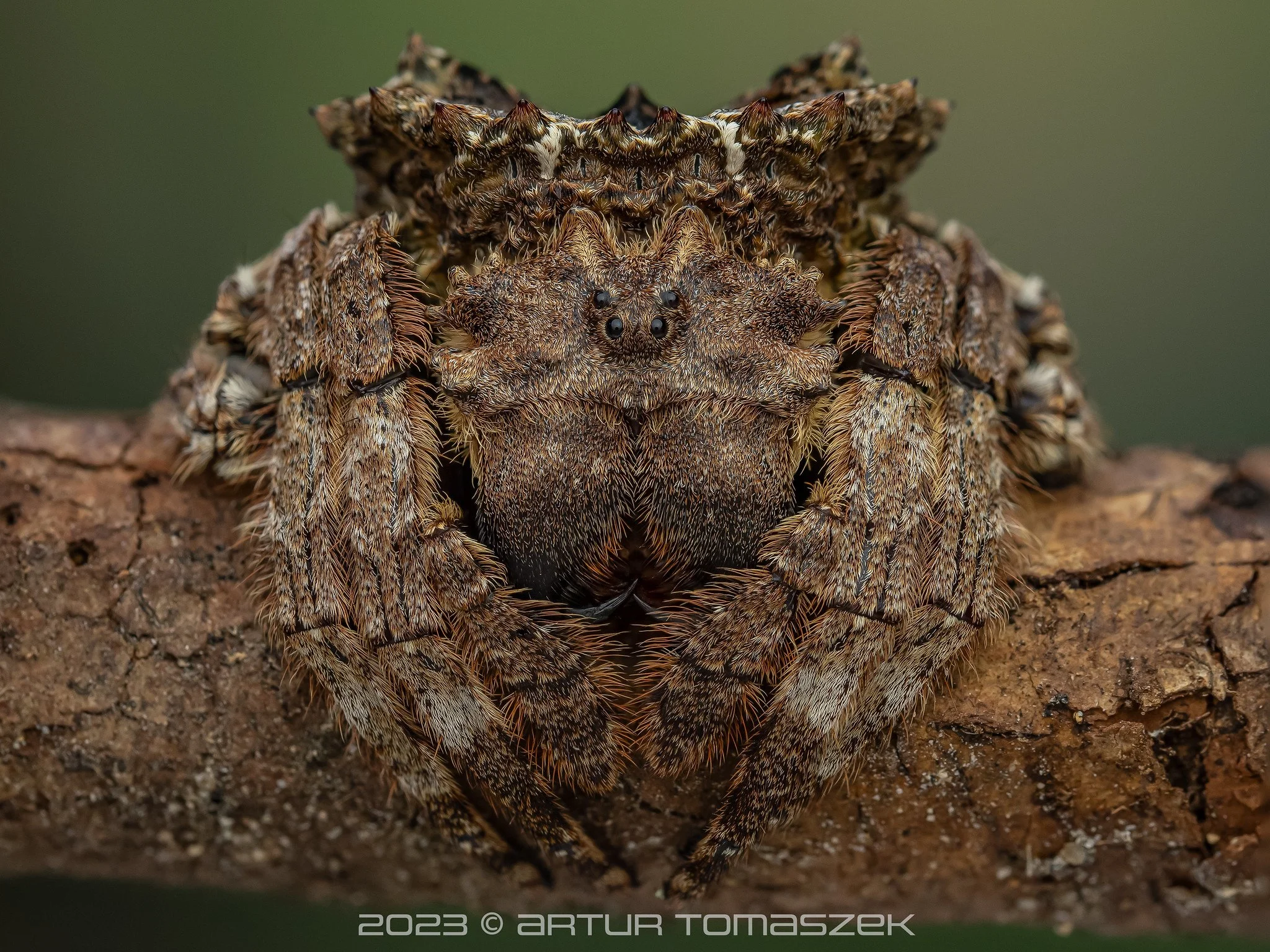 Caerostris sumatrana
