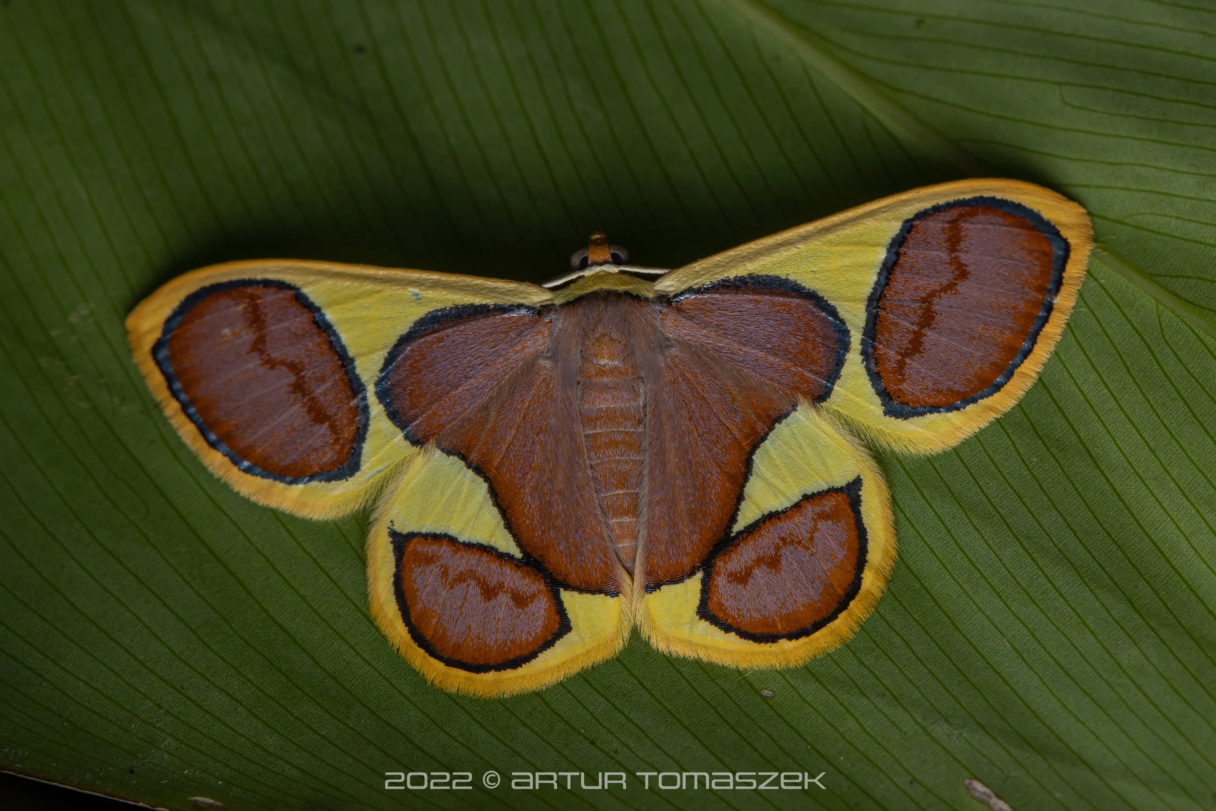 Plutodes cyclaria