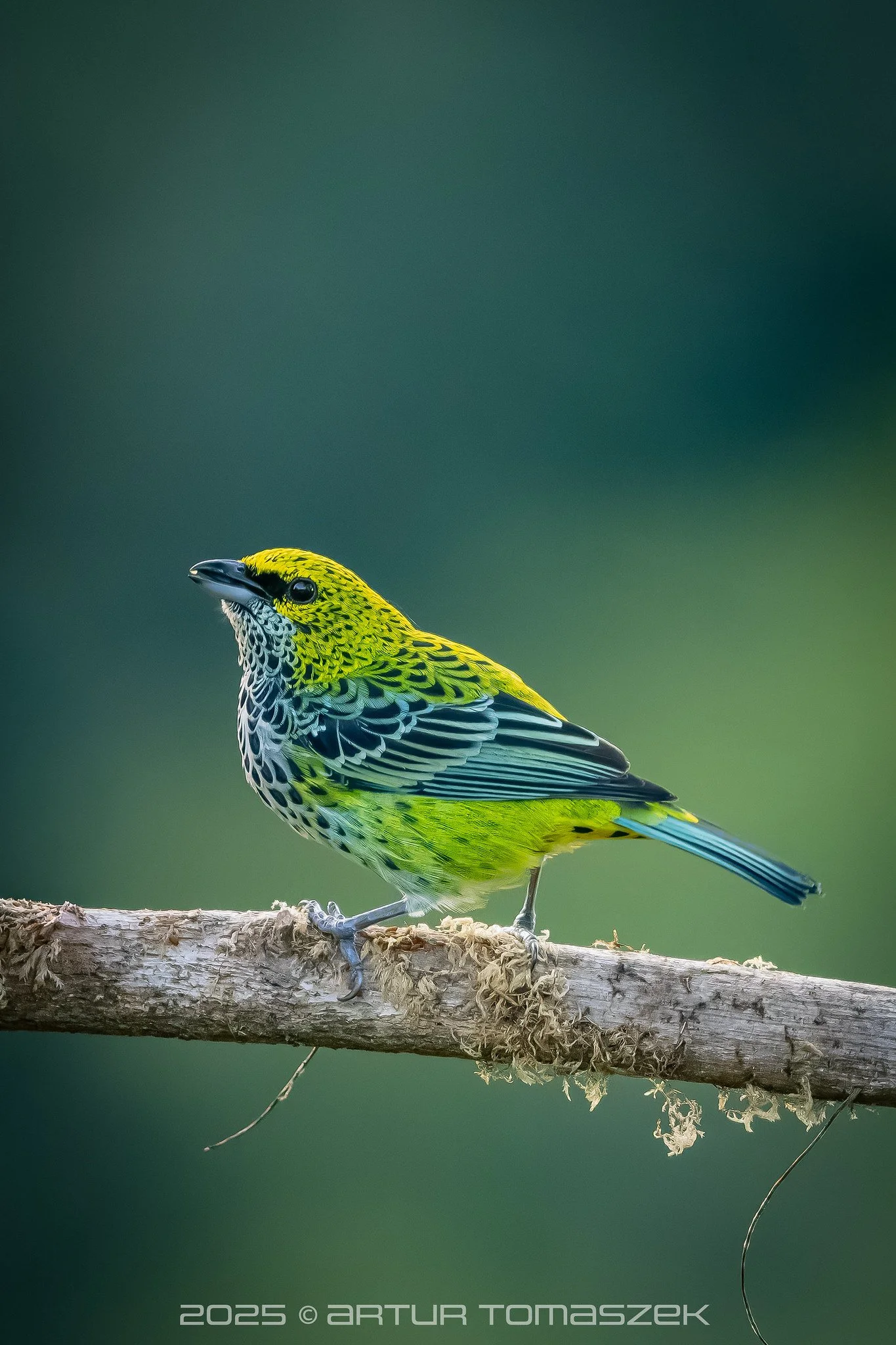 Ixothraupis guttata.jpg