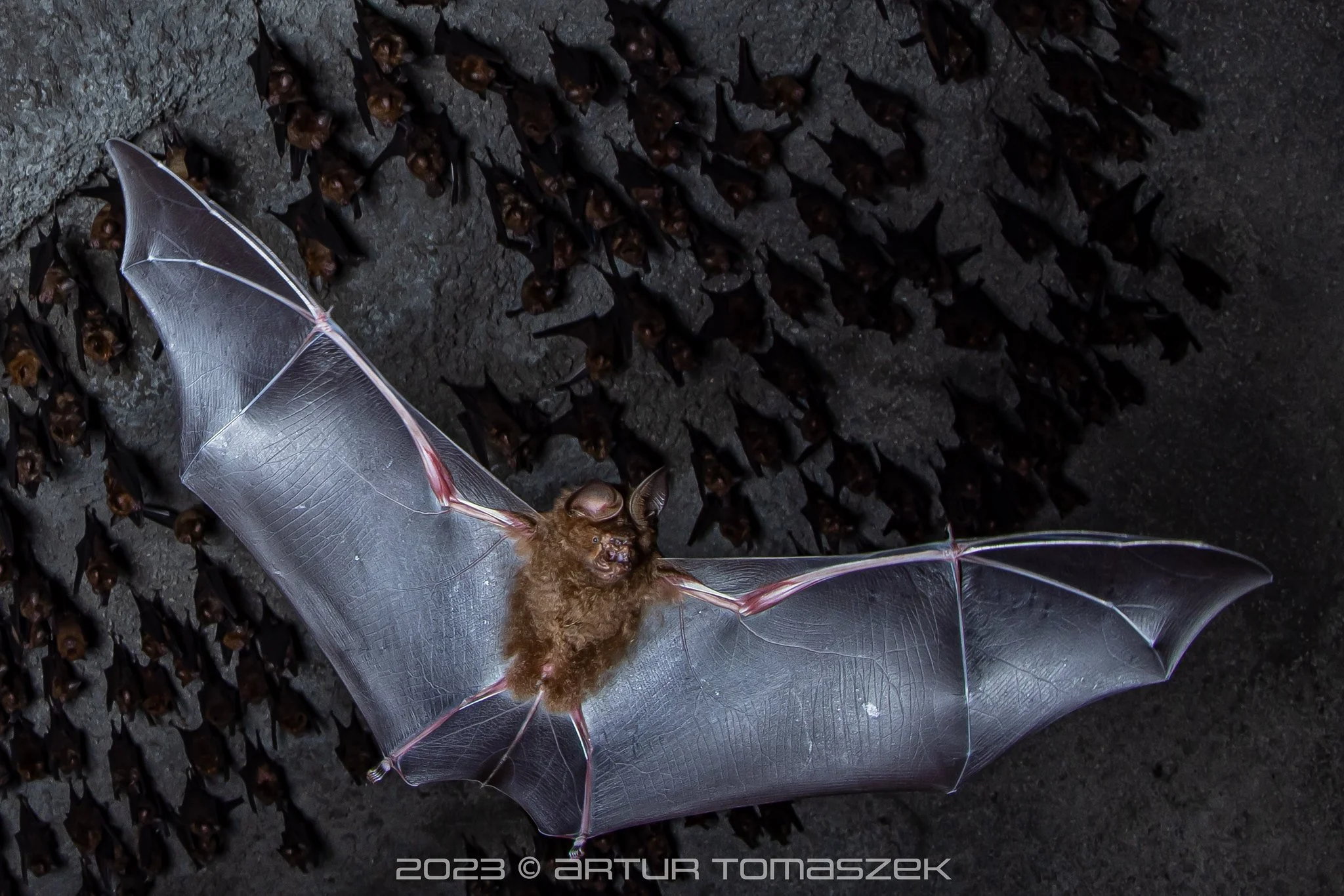 Hipposideros armiger
