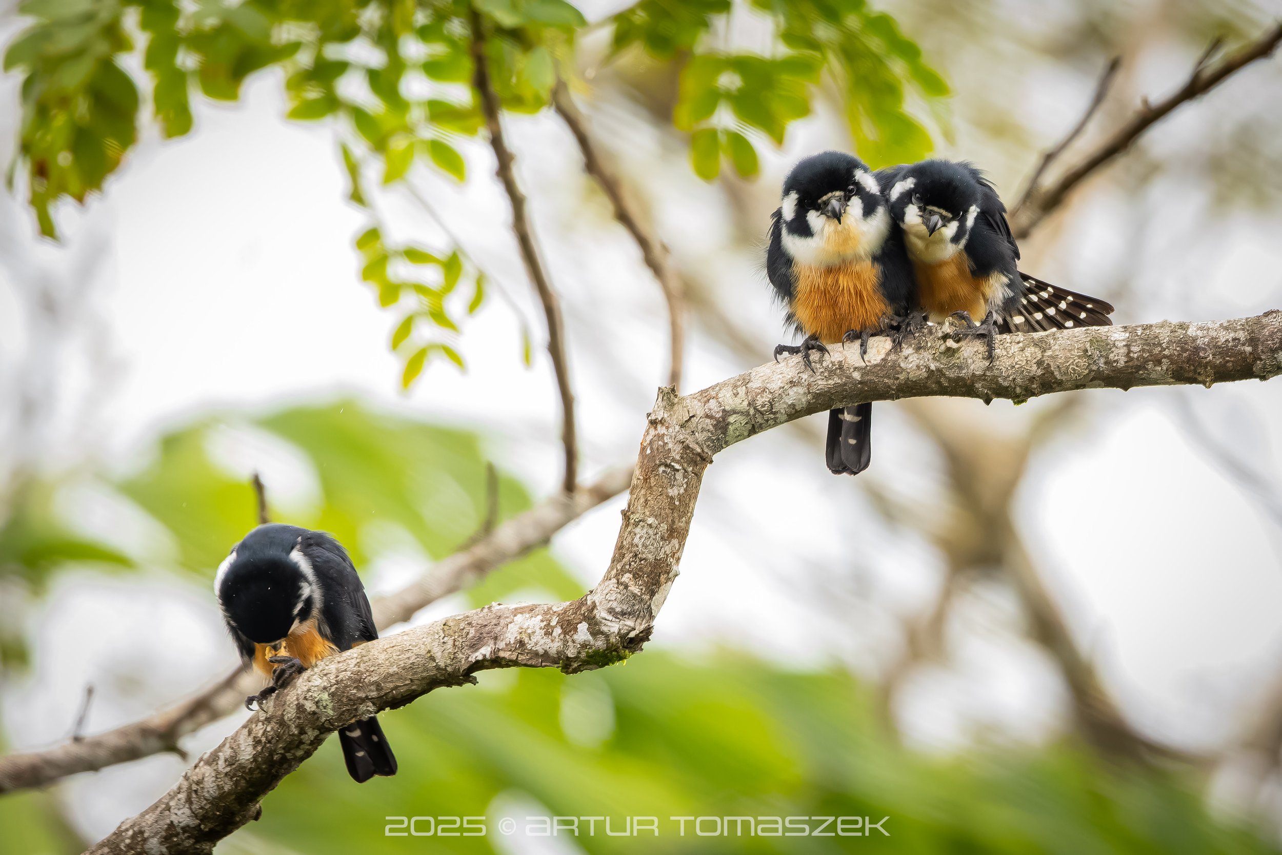 malaysia25-7234-CR3_DxO_DeepPRIMEXD.jpg