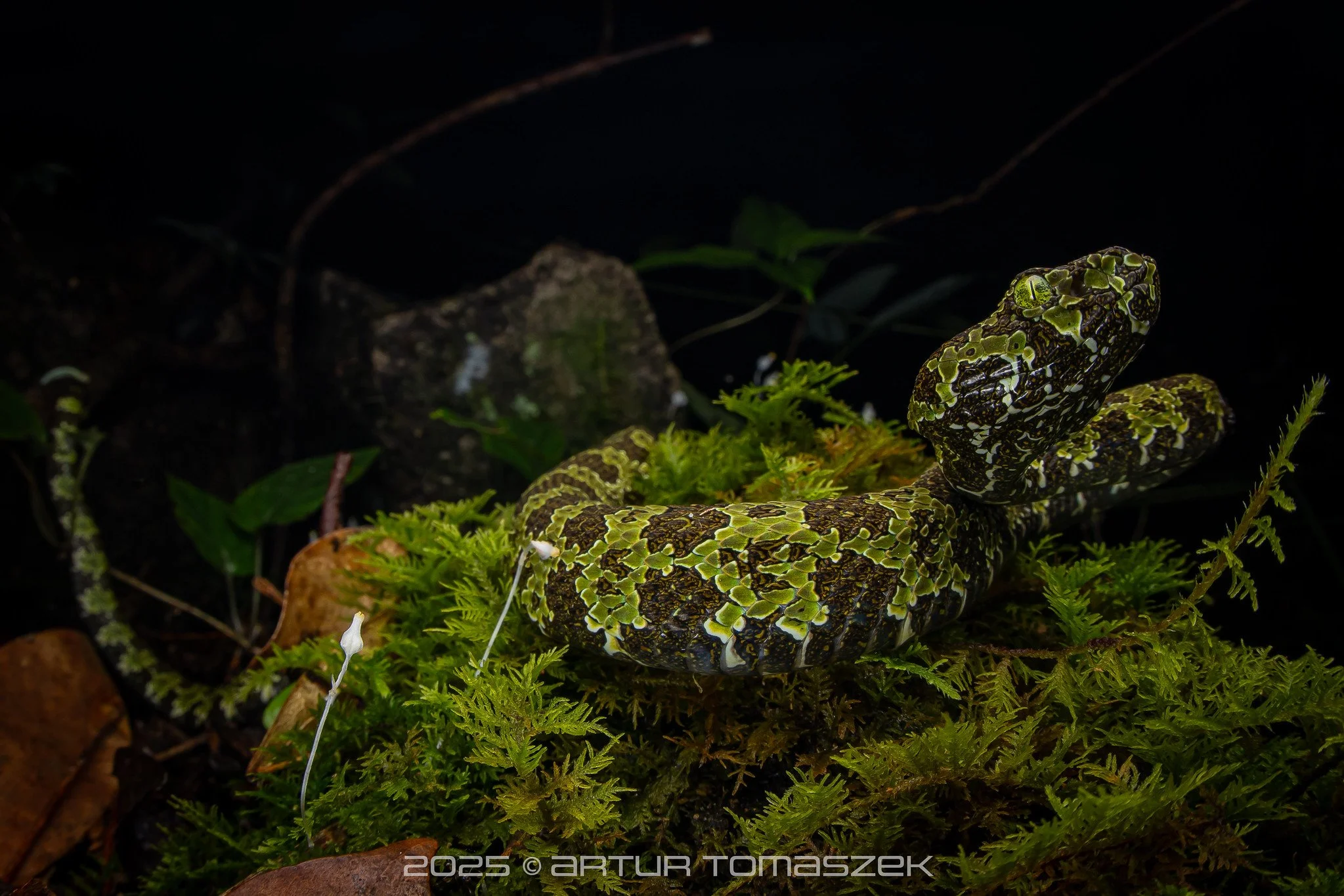 Protobothrops mangshanensis portfolio.jpg